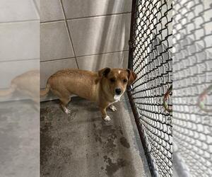 Chihuahua Dogs for adoption in Stockton, CA, USA