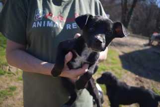 Chihuahua Dogs for adoption in Conway, AR, USA