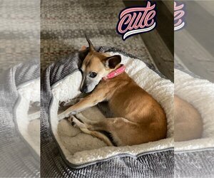 Chihuahua-Unknown Mix Dogs for adoption in  Ramona, CA, USA