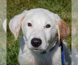 Great Pyrenees-Unknown Mix Dogs for adoption in Huntley, IL, USA