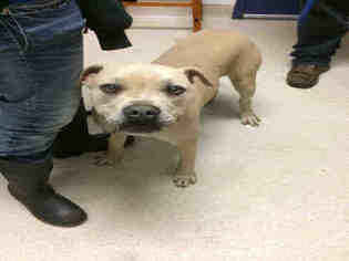 Bullboxer Pit Dogs for adoption in Bakersfield, CA, USA