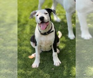 American Staffordshire Terrier-Unknown Mix Dogs for adoption in Duluth, MN, USA