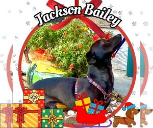 Chiweenie Dogs for adoption in San Antonio, TX, USA