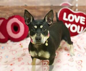 Chihuahua-Unknown Mix Dogs for adoption in Placerville, CA, USA