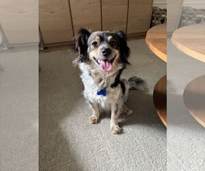 Spaniel-Unknown Mix Dogs for adoption in Bellevue, WA, USA