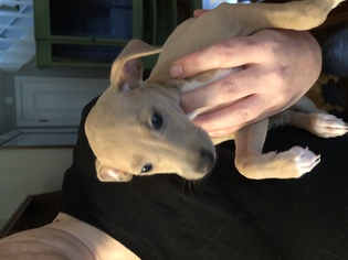 Italian Greyhound Dogs for adoption in Cumming, GA, USA