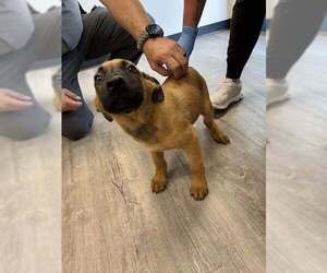 German Shepherd Dog-Unknown Mix Dogs for adoption in Imlay City, MI, USA