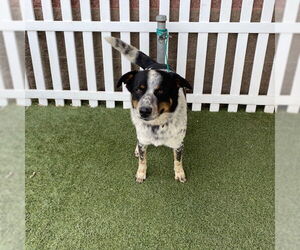 Australian Shepherd-Unknown Mix Dogs for adoption in Modesto, CA, USA