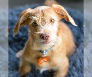 Dachshund-Jack Russell Terrier Mix Dogs for adoption in Montgomery, TX, USA