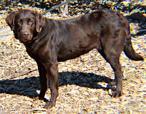 Labrador Retriever Dogs for adoption in Yreka, CA, USA