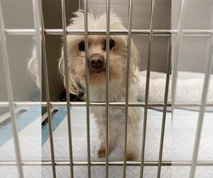 Maltese Dogs for adoption in Virginia Beach, VA, USA