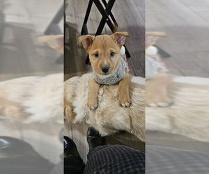 American Pit Bull Terrier-Unknown Mix Dogs for adoption in Sacramento, CA, USA