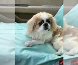 Pekingese Dogs for adoption in Rockville, MD, USA