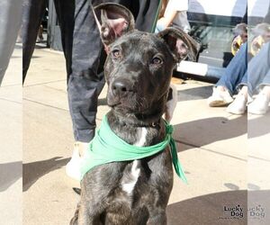 Labrador Retriever-Unknown Mix Dogs for adoption in Washington, DC, USA