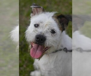 Jack Russell Terrier-Unknown Mix Dogs for adoption in Sanford, FL, USA
