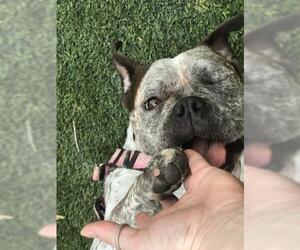 Bulldog Dogs for adoption in Oakley, CA, USA