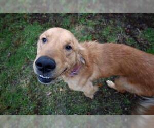 Golden Retriever Dogs for adoption in Decatur, IL, USA