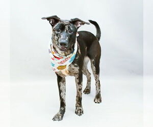 Catahoula Leopard Dog-German Shepherd Dog Mix Dogs for adoption in Sanford, FL, USA