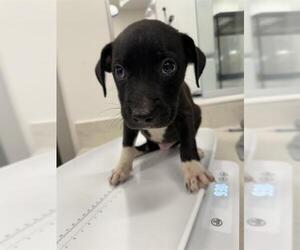 Mutt Dogs for adoption in Baytown, TX, USA