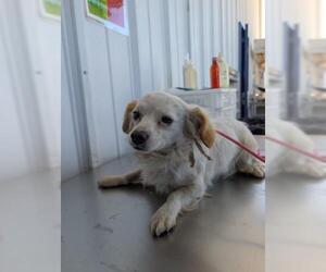 Chihuahua Dogs for adoption in Bakersfield, CA, USA