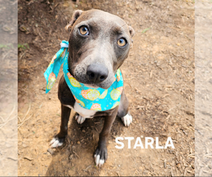 American Staffordshire Terrier-Unknown Mix Dogs for adoption in Maryville, TN, USA