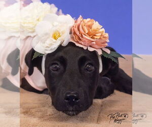 Labrador Retriever-Unknown Mix Dogs for adoption in Claremore, OK, USA