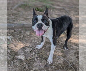 Boston Terrier Dogs for adoption in Vail, AZ, USA
