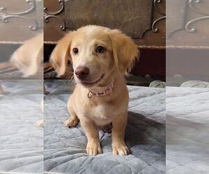 Dachshund-Unknown Mix Dogs for adoption in New London, WI, USA