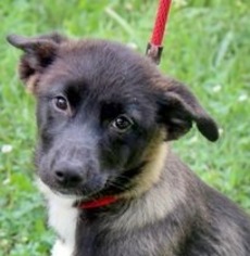 Border-Aussie Dogs for adoption in Yardley, PA, USA