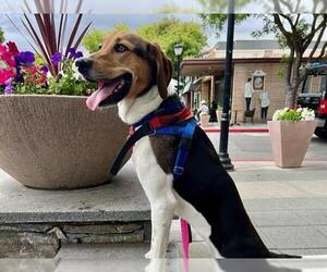 Mutt Dogs for adoption in Redwood City, CA, USA
