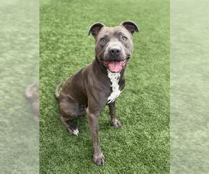 American Pit Bull Terrier Dogs for adoption in San Francisco, CA, USA