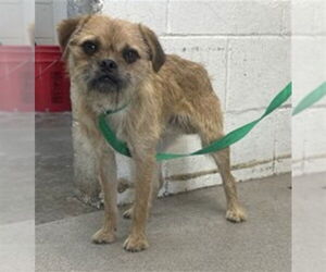 Border Terrier-Unknown Mix Dogs for adoption in San Bernardino, CA, USA
