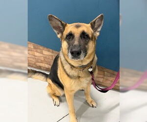 German Shepherd Dog Dogs for adoption in Temple, TX, USA
