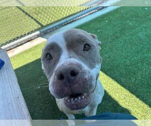 American Staffordshire Terrier-Unknown Mix Dogs for adoption in Grand Prairie, TX, USA