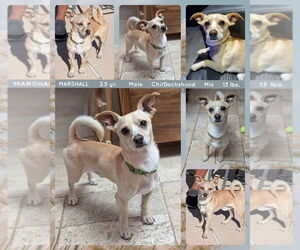 Chiweenie Dogs for adoption in Mesa, AZ, USA