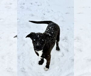 Siberian Husky-Unknown Mix Dogs for adoption in Fenton, MO, USA