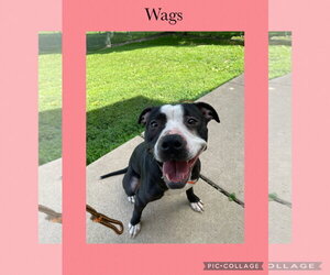 American Pit Bull Terrier-Unknown Mix Dogs for adoption in Kewanee, IL, USA