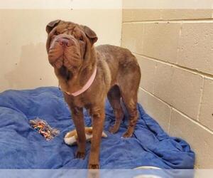 Chinese Shar-Pei Dogs for adoption in Center Township, PA, USA