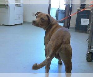 Labrador Retriever-Unknown Mix Dogs for adoption in Fayetteville, NC, USA