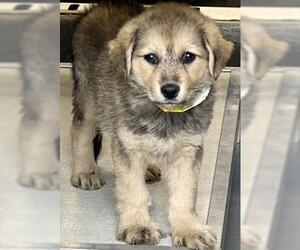 German Shepherd Dog-Unknown Mix Dogs for adoption in Visalia, CA, USA