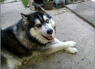 Siberian Husky Dogs for adoption in Waseca, MN, USA
