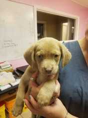 Golden Labrador Dogs for adoption in Bronx, NY, USA