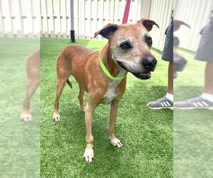 Labrador Retriever-Unknown Mix Dogs for adoption in Naples, FL, USA