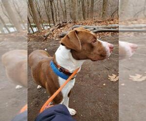 American Pit Bull Terrier Dogs for adoption in Pompton Plains, NJ, USA