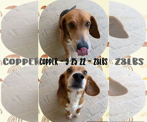 Beagle Dogs for adoption in Woodbury, NY, USA