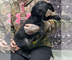 Labrador Retriever-Unknown Mix Dogs for adoption in Wetumpka, AL, USA