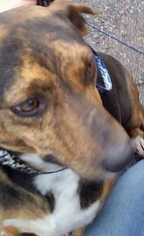 Beagle Dogs for adoption in Boston, MA, USA