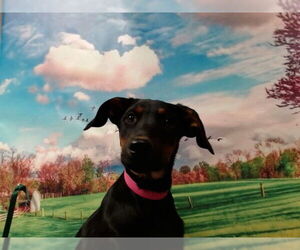 Doberman Pinscher-Unknown Mix Dogs for adoption in Moreno Valley, CA, USA