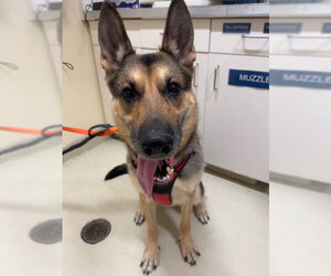 German Shepherd Dog Dogs for adoption in Fremont, CA, USA