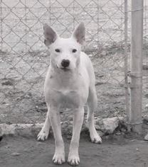Bull Terrier Dogs for adoption in Clifton, TX, USA
